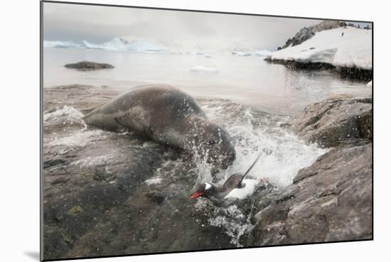 Leopard Seal Hunting Gentoo Penguin, Antarctica-Paul Souders-Mounted Photographic Print