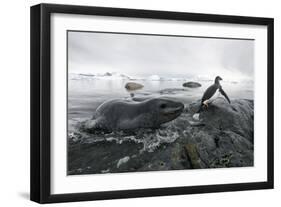 Leopard Seal (Hydrurga Leptonyx) Hunting Gentoo Penguin (Pygoscelis Papua) into Shore, Antarctica-Ben Cranke-Framed Photographic Print