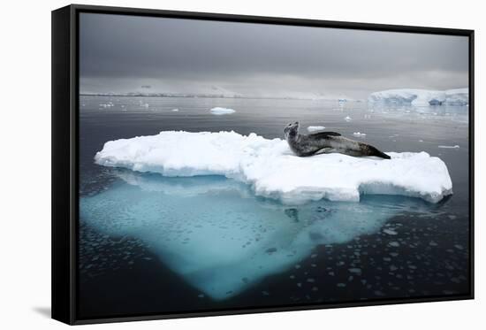 Leopard Seal (Hydrurga Leptonyx) Resting on Iceberg, Gerlache Strait, Antarctica-Enrique Lopez-Tapia-Framed Stretched Canvas