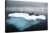 Leopard Seal (Hydrurga Leptonyx) Resting on Iceberg, Gerlache Strait, Antarctica-Enrique Lopez-Tapia-Stretched Canvas