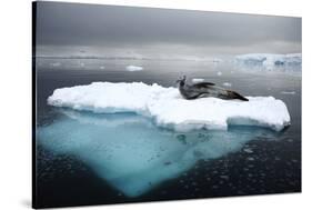 Leopard Seal (Hydrurga Leptonyx) Resting on Iceberg, Gerlache Strait, Antarctica-Enrique Lopez-Tapia-Stretched Canvas