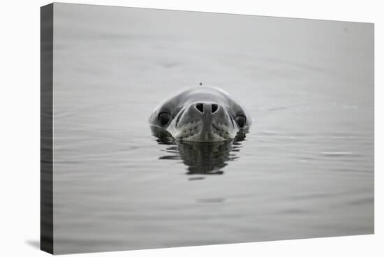 Leopard Seal in Antarctica-Paul Souders-Stretched Canvas