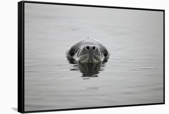 Leopard Seal in Antarctica-Paul Souders-Framed Stretched Canvas