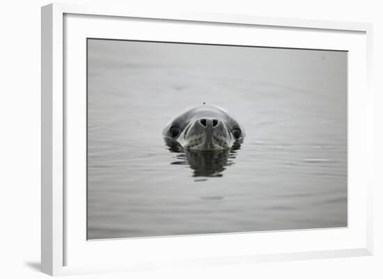 Leopard Seal in Antarctica-Paul Souders-Framed Photographic Print