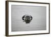 Leopard Seal in Antarctica-Paul Souders-Framed Photographic Print