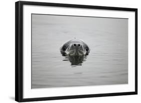 Leopard Seal in Antarctica-Paul Souders-Framed Photographic Print