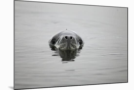 Leopard Seal in Antarctica-Paul Souders-Mounted Photographic Print
