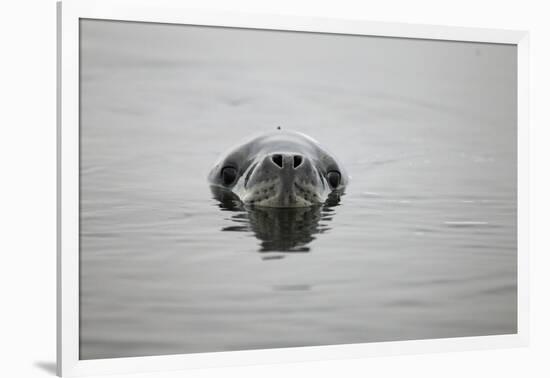 Leopard Seal in Antarctica-Paul Souders-Framed Photographic Print