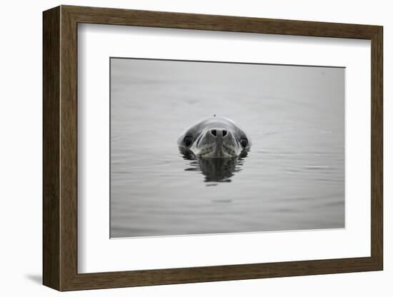 Leopard Seal in Antarctica-Paul Souders-Framed Photographic Print