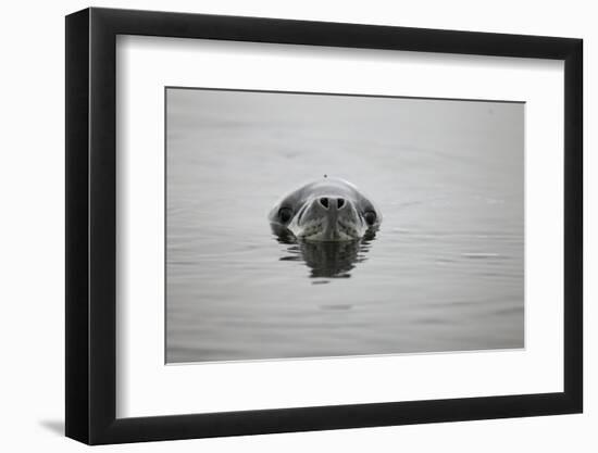 Leopard Seal in Antarctica-Paul Souders-Framed Photographic Print