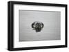 Leopard Seal in Antarctica-Paul Souders-Framed Photographic Print