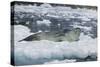 Leopard Seal Looking Up-DLILLC-Stretched Canvas