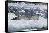 Leopard Seal Looking Up-DLILLC-Framed Stretched Canvas
