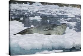 Leopard Seal Looking Up-DLILLC-Stretched Canvas