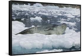 Leopard Seal Looking Up-DLILLC-Framed Stretched Canvas