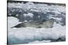 Leopard Seal Looking Up-DLILLC-Stretched Canvas