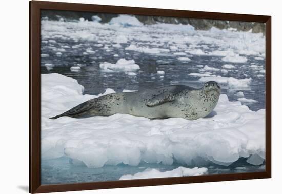 Leopard Seal Looking Up-DLILLC-Framed Photographic Print