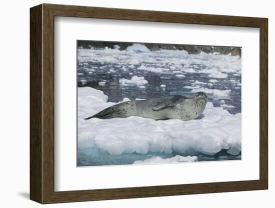 Leopard Seal Looking Up-DLILLC-Framed Photographic Print