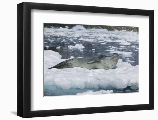 Leopard Seal Looking Up-DLILLC-Framed Photographic Print