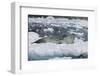 Leopard Seal Looking Up-DLILLC-Framed Photographic Print