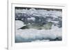 Leopard Seal Looking Up-DLILLC-Framed Photographic Print