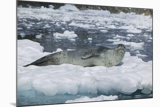 Leopard Seal Looking Up-DLILLC-Mounted Photographic Print