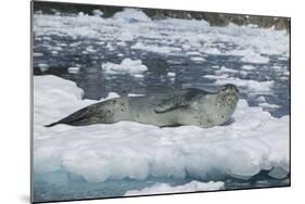 Leopard Seal Looking Up-DLILLC-Mounted Photographic Print