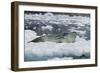 Leopard Seal Looking Up-DLILLC-Framed Photographic Print