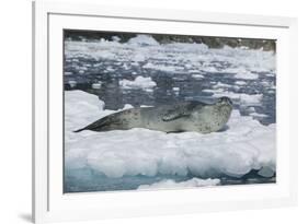 Leopard Seal Looking Up-DLILLC-Framed Photographic Print