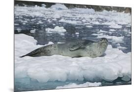 Leopard Seal Looking Up-DLILLC-Mounted Photographic Print