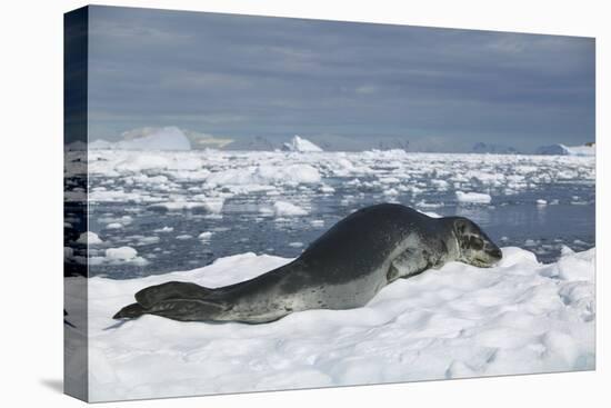 Leopard Seal Lounging on an Iceberg-DLILLC-Stretched Canvas