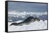 Leopard Seal Lounging on an Iceberg-DLILLC-Framed Stretched Canvas