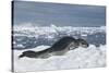 Leopard Seal Lounging on an Iceberg-DLILLC-Stretched Canvas