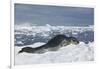 Leopard Seal Lounging on an Iceberg-DLILLC-Framed Premium Photographic Print