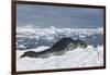 Leopard Seal Lounging on an Iceberg-DLILLC-Framed Premium Photographic Print