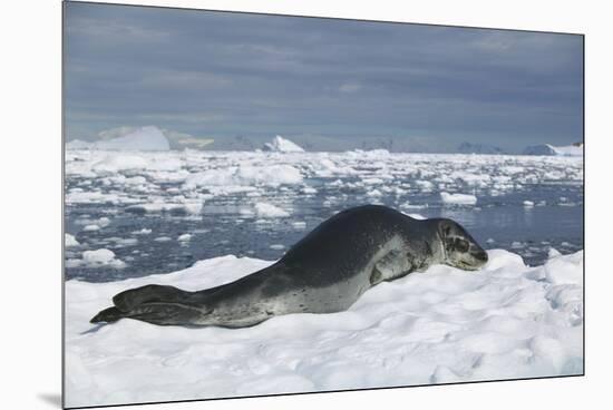 Leopard Seal Lounging on an Iceberg-DLILLC-Mounted Premium Photographic Print