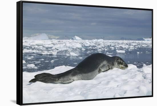Leopard Seal Lounging on an Iceberg-DLILLC-Framed Stretched Canvas