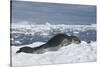 Leopard Seal Lounging on an Iceberg-DLILLC-Stretched Canvas