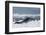 Leopard Seal Lounging on an Iceberg-DLILLC-Framed Premium Photographic Print