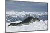 Leopard Seal Lounging on an Iceberg-DLILLC-Mounted Premium Photographic Print