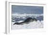 Leopard Seal Lounging on an Iceberg-DLILLC-Framed Photographic Print