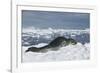 Leopard Seal Lounging on an Iceberg-DLILLC-Framed Photographic Print