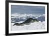 Leopard Seal Lounging on an Iceberg-DLILLC-Framed Photographic Print