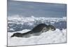 Leopard Seal Lounging on an Iceberg-DLILLC-Mounted Photographic Print