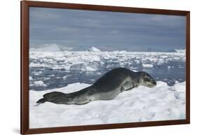 Leopard Seal Lounging on an Iceberg-DLILLC-Framed Photographic Print