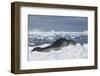 Leopard Seal Lounging on an Iceberg-DLILLC-Framed Photographic Print