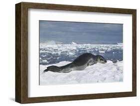 Leopard Seal Lounging on an Iceberg-DLILLC-Framed Photographic Print