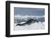 Leopard Seal Lounging on an Iceberg-DLILLC-Framed Photographic Print