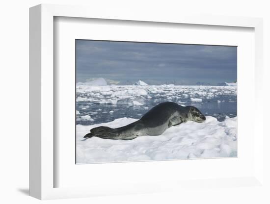 Leopard Seal Lounging on an Iceberg-DLILLC-Framed Photographic Print