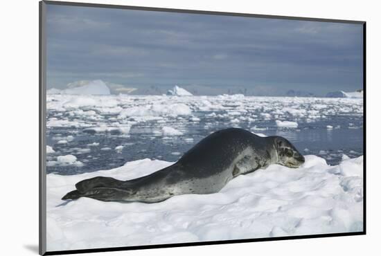Leopard Seal Lounging on an Iceberg-DLILLC-Mounted Photographic Print